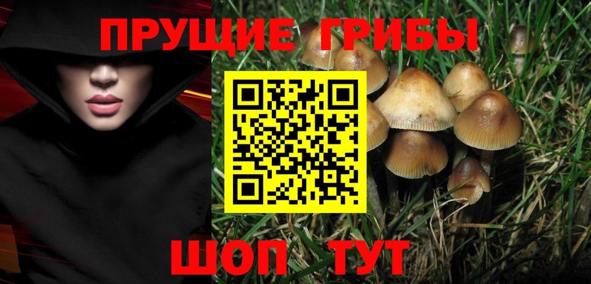 Богданович  Псилоцибиновые грибы GOLDEN TEACHER  Вход с VPN 